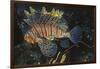 Common Lionfish-Hal Beral-Framed Photographic Print