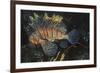 Common Lionfish-Hal Beral-Framed Photographic Print