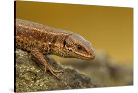 Common Lizard (Zootoca Vivipara) Basking in the Early Spring, Staffordshire, England, UK, April-Danny Green-Stretched Canvas