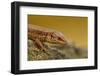 Common Lizard (Zootoca Vivipara) Basking in the Early Spring, Staffordshire, England, UK, April-Danny Green-Framed Photographic Print