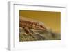 Common Lizard (Zootoca Vivipara) Basking in the Early Spring, Staffordshire, England, UK, April-Danny Green-Framed Photographic Print