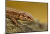 Common Lizard (Zootoca Vivipara) Basking in the Early Spring, Staffordshire, England, UK, April-Danny Green-Mounted Photographic Print