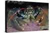 Common Lobster (Homarus Gammarus), in a Rock Crevice, Lundy Island Conservation Zone, Devon, UK-Linda Pitkin-Stretched Canvas