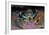 Common Lobster (Homarus Gammarus), in a Rock Crevice, Lundy Island Conservation Zone, Devon, UK-Linda Pitkin-Framed Photographic Print