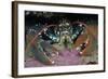 Common Lobster (Homarus Gammarus), in a Rock Crevice, Lundy Island Conservation Zone, Devon, UK-Linda Pitkin-Framed Photographic Print