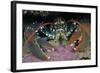 Common Lobster (Homarus Gammarus), in a Rock Crevice, Lundy Island Conservation Zone, Devon, UK-Linda Pitkin-Framed Photographic Print