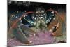 Common Lobster (Homarus Gammarus), in a Rock Crevice, Lundy Island Conservation Zone, Devon, UK-Linda Pitkin-Mounted Photographic Print