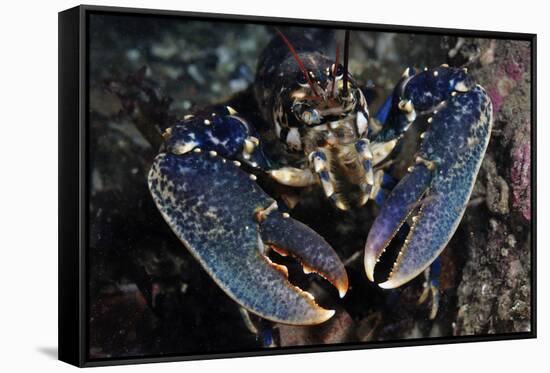 Common Lobster (Homarus Gammarus), St Abbs Berwickshire, Scotland, UK, October-Linda Pitkin-Framed Stretched Canvas
