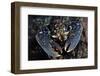 Common Lobster (Homarus Gammarus), St Abbs Berwickshire, Scotland, UK, October-Linda Pitkin-Framed Photographic Print