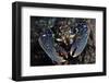 Common Lobster (Homarus Gammarus), St Abbs Berwickshire, Scotland, UK, October-Linda Pitkin-Framed Photographic Print