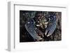 Common Lobster (Homarus Gammarus), St Abbs Berwickshire, Scotland, UK, October-Linda Pitkin-Framed Photographic Print