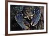 Common Lobster (Homarus Gammarus), St Abbs Berwickshire, Scotland, UK, October-Linda Pitkin-Framed Photographic Print