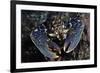 Common Lobster (Homarus Gammarus), St Abbs Berwickshire, Scotland, UK, October-Linda Pitkin-Framed Photographic Print