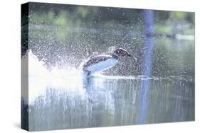 Common Loon 2-Gordon Semmens-Stretched Canvas