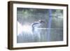 Common Loon 2-Gordon Semmens-Framed Photographic Print