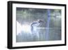 Common Loon 2-Gordon Semmens-Framed Photographic Print