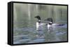 Common Loon 5-Gordon Semmens-Framed Stretched Canvas