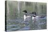 Common Loon 5-Gordon Semmens-Stretched Canvas