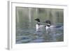 Common Loon 5-Gordon Semmens-Framed Photographic Print