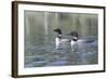 Common Loon 5-Gordon Semmens-Framed Photographic Print