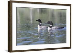 Common Loon 5-Gordon Semmens-Framed Photographic Print