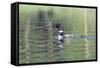 Common Loon 6-Gordon Semmens-Framed Stretched Canvas