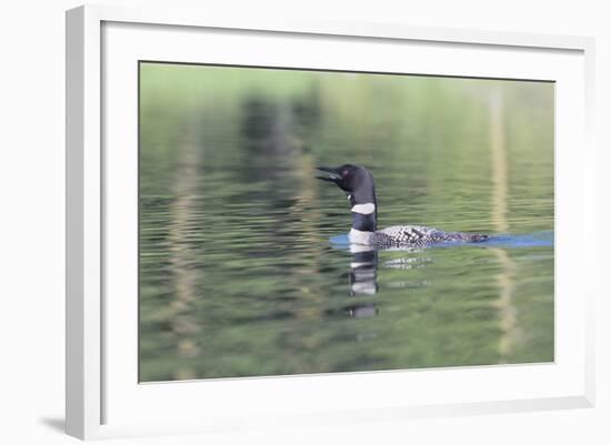 Common Loon 6-Gordon Semmens-Framed Photographic Print