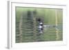 Common Loon 6-Gordon Semmens-Framed Photographic Print