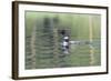 Common Loon 6-Gordon Semmens-Framed Photographic Print