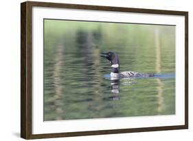 Common Loon 6-Gordon Semmens-Framed Photographic Print