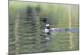 Common Loon 6-Gordon Semmens-Mounted Photographic Print