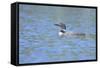 Common Loon 7-Gordon Semmens-Framed Stretched Canvas