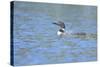 Common Loon 7-Gordon Semmens-Stretched Canvas