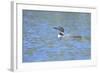 Common Loon 7-Gordon Semmens-Framed Photographic Print