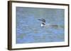 Common Loon 7-Gordon Semmens-Framed Photographic Print