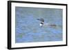 Common Loon 7-Gordon Semmens-Framed Photographic Print