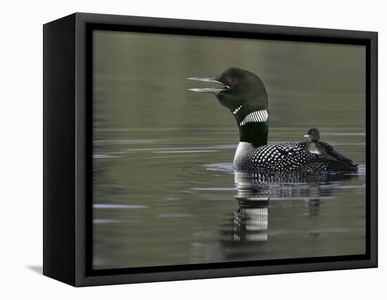 Common Loon Calling with Chick Riding on Back in Water, Kamloops, British Columbia, Canada-Arthur Morris-Framed Stretched Canvas