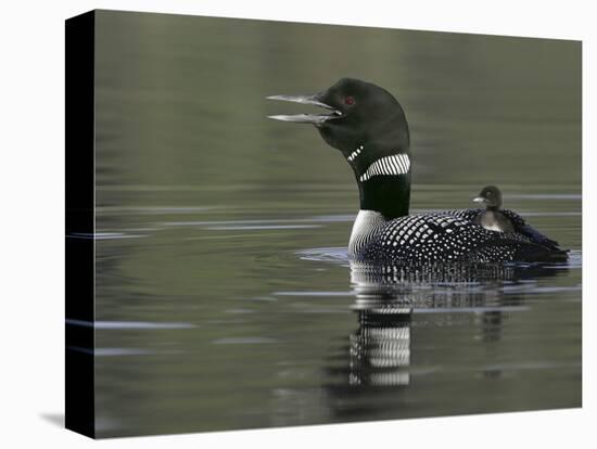 Common Loon Calling with Chick Riding on Back in Water, Kamloops, British Columbia, Canada-Arthur Morris-Stretched Canvas