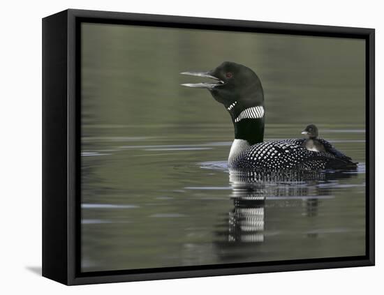 Common Loon Calling with Chick Riding on Back in Water, Kamloops, British Columbia, Canada-Arthur Morris-Framed Stretched Canvas