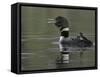 Common Loon Calling with Chick Riding on Back in Water, Kamloops, British Columbia, Canada-Arthur Morris-Framed Stretched Canvas