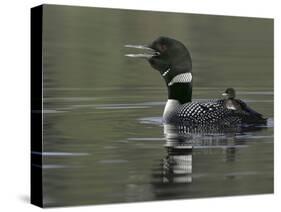 Common Loon Calling with Chick Riding on Back in Water, Kamloops, British Columbia, Canada-Arthur Morris-Stretched Canvas