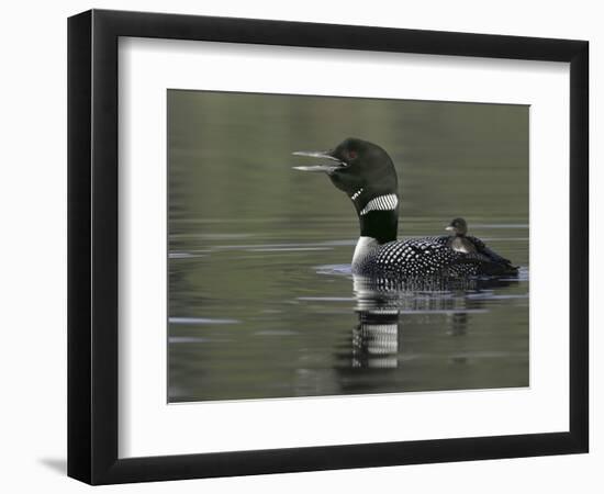 Common Loon Calling with Chick Riding on Back in Water, Kamloops, British Columbia, Canada-Arthur Morris-Framed Photographic Print