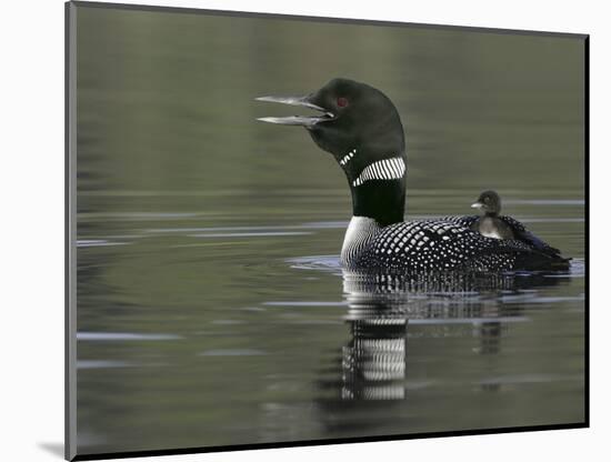 Common Loon Calling with Chick Riding on Back in Water, Kamloops, British Columbia, Canada-Arthur Morris-Mounted Photographic Print