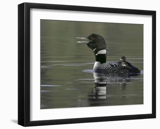 Common Loon Calling with Chick Riding on Back in Water, Kamloops, British Columbia, Canada-Arthur Morris-Framed Photographic Print