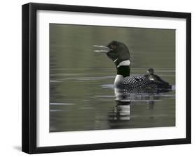 Common Loon Calling with Chick Riding on Back in Water, Kamloops, British Columbia, Canada-Arthur Morris-Framed Photographic Print