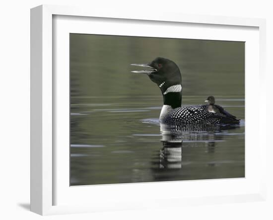 Common Loon Calling with Chick Riding on Back in Water, Kamloops, British Columbia, Canada-Arthur Morris-Framed Photographic Print