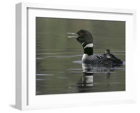 Common Loon Calling with Chick Riding on Back in Water, Kamloops, British Columbia, Canada-Arthur Morris-Framed Photographic Print