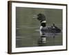 Common Loon Calling with Chick Riding on Back in Water, Kamloops, British Columbia, Canada-Arthur Morris-Framed Photographic Print