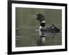 Common Loon Calling with Chick Riding on Back in Water, Kamloops, British Columbia, Canada-Arthur Morris-Framed Photographic Print