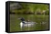 Common Loon (Gavia Immer) Adult and Two Chicks, British Columbia, Canada-James Hager-Framed Stretched Canvas